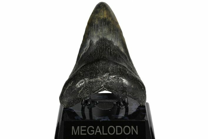 Fossil Megalodon Tooth - South Carolina #186665